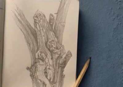 Sketchbook illustration of a lemon tree trunk